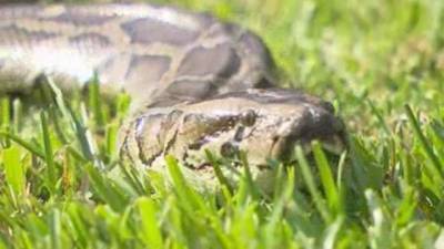 Tom Brady - Aaron Brown - ‘That’s a big snake:’ Florida cousins catch pregnant 16-foot python on family property - clickorlando.com - state Florida - county Brown - Burma