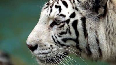 Two white tiger cubs in Pakistan likely died of Covid-19, zoo officials say - livemint.com - Pakistan - city Lahore