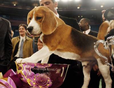 Good dogs! 20 years of covering Westminster Kennel Club show - clickorlando.com - New York - city Madison