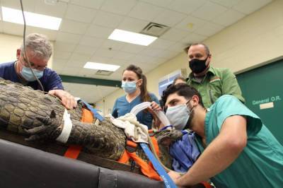 That’s not a gator: UF vets remove swallowed shoe from 341-pound croc - clickorlando.com - state Florida