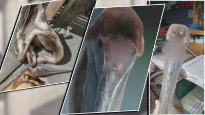 FWC looking for tips regarding scalped pelicans near Skyway pier - fox29.com - state Florida - city Saint Petersburg, state Florida