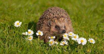 Bombshell study claims hedgehogs could harbour new strains of coronavirus - dailystar.co.uk
