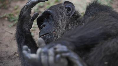 Animals at primate sanctuary freeze to death amid Texas power outage - fox29.com - state Texas - city San Antonio - county Brooke
