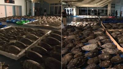 More than 4,500 cold-stunned sea turtles rescued from frigid Texas waters - fox29.com - county Island - state Texas