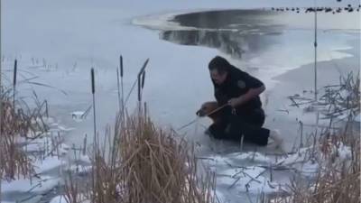 Heroic Texas firefighter rescues dog submerged in semi-frozen pond - fox29.com - state Texas