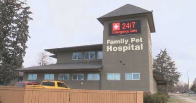 Mental Health - Lethbridge animal hospital discusses vet shortage during COVID-19 pet boom - globalnews.ca - Canada