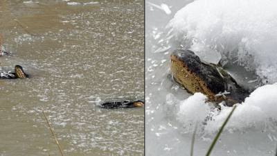 ‘Frozen’ alligators spotted sticking noses through ice to survive in Oklahoma - fox29.com - Usa - state Oklahoma