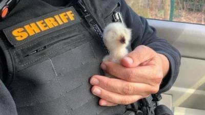 Deputies help rescue baby owl that lost its home - fox29.com - state North Carolina - city Sanctuary