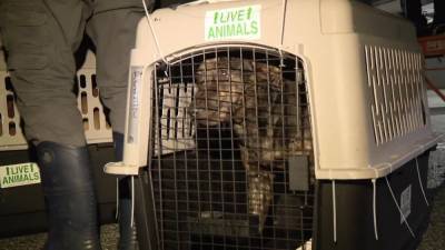 Lone Star - Over 100 shelter pets flown to Delaware from storm-ravaged Texas - fox29.com - state Delaware - county New Castle - state Texas
