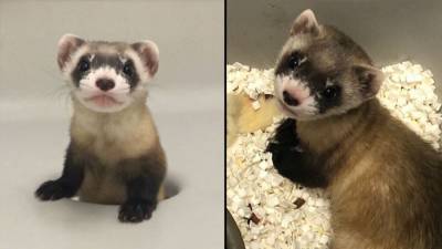 An endangered species in the U.S. has been cloned for the first time - fox29.com