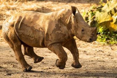 Ranger the baby rhino makes big savanna debut at Disney’s Animal Kingdom - clickorlando.com