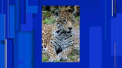 Male jaguar mauls female jaguar to death at Florida zoo - clickorlando.com - state Florida - city Jacksonville, state Florida