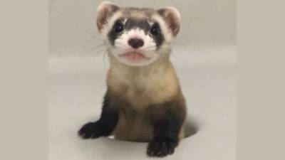 Endangered ferret cloned for first time ever - clickorlando.com - city Orlando - state Wyoming - state Colorado