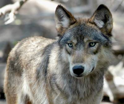 Hunters and trappers exceed Wisconsin wolf kill quota - clickorlando.com - Madison, state Wisconsin - state Wisconsin