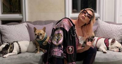 Lady Gaga - Lady Gaga’s dog walker shot, 2 dogs stolen in Hollywood attack - globalnews.ca - Usa - France - Los Angeles - Canada - city Hollywood