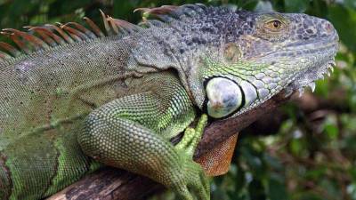 Florida bans commercial breeding of iguanas, other invasive reptiles - clickorlando.com - state Florida