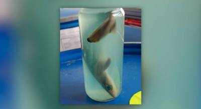 John Morgan - Dead baby shark makes TSA’s top 10 catches of 2020 list - clickorlando.com - state Florida - state New York - city Syracuse, state New York