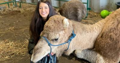 New Brunswick llama and alpaca walking tour company adds a camel to its herd - globalnews.ca - Canada
