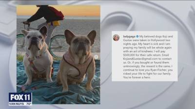 Lady Gaga's two stolen French bulldogs safely reunited with singer's representatives - fox29.com - France - city Rome