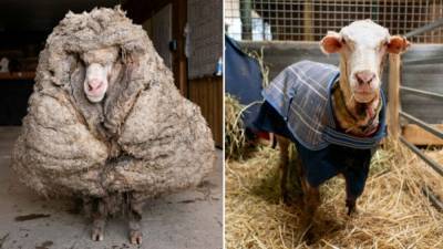 Rescuers save abandoned sheep, shave off 78 pounds of matted wool - fox29.com - Australia - state Texas - Mexico - county Gulf
