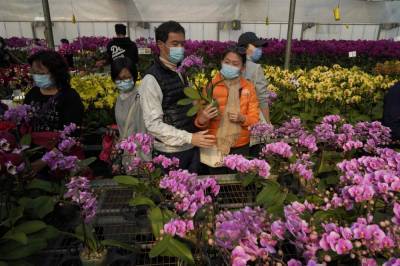 Flower farms see their Lunar New Year sales wilted by virus - clickorlando.com - Hong Kong - county Will - city Hong Kong