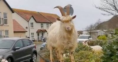Deserted Welsh village invaded by wild goats again after new coronavirus lockdown - dailystar.co.uk