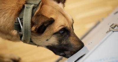 German sniffer dogs 'are able to detect Covid with 94 per cent accuracy' - mirror.co.uk - Germany - Belgium