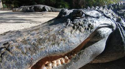 Which lake in Florida has the most alligators? - clickorlando.com - state Florida - county Polk