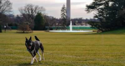 Joe Biden - Jill Biden - Biden dogs to make appearance during Puppy Bowl - clickorlando.com - Germany - Washington - state Delaware