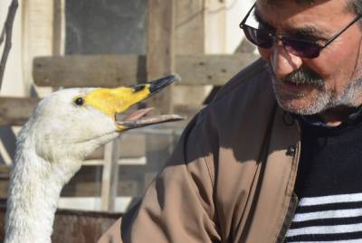 Turkish man strikes up 37-year friendship with swan - clickorlando.com - Greece - Turkey