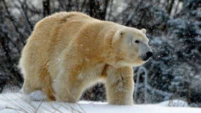 Female polar bear killed by male bear at Detroit Zoo during breeding - fox29.com - city Detroit