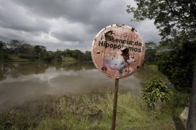 Fear and love surround Escobar's hippos thriving in Colombia - clickorlando.com - Colombia