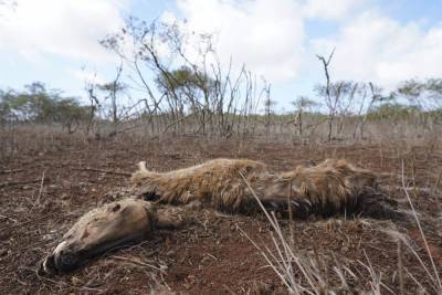 Deer native to India starve to death amid drought in Hawaii - clickorlando.com - India - Hong Kong - state Hawaii - Honolulu