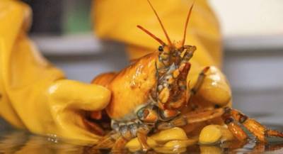 Rare yellow lobster caught off Maine coast - clickorlando.com - state Maine