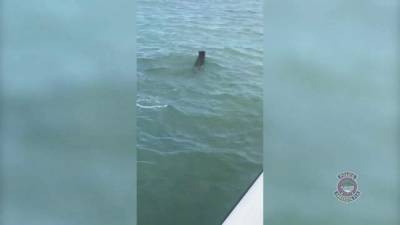 Video: Florida officer rescues coyote that was floundering in water at Sarasota Bay - clickorlando.com - state Florida - county Bay - county Sarasota