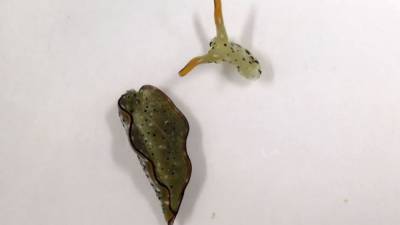 Japanese scientists discover sea slugs that decapitate their own heads, grow new bodies - fox29.com - Japan - city Tokyo