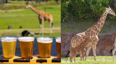 All things giraffes: Busch Gardens’ shows off Giraffe Bar, debuts new baby - clickorlando.com - France - city Tampa, county Garden - county Bay - county Garden