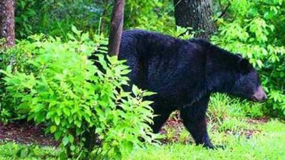 Motorcyclist dies after striking bear on Marion County road - clickorlando.com - state Florida - county Marion