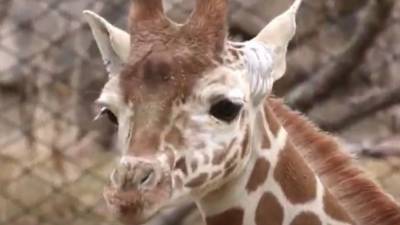 Young giraffe enjoys the outdoors for the first time at Indianapolis Zoo - fox29.com - Los Angeles - city Indianapolis