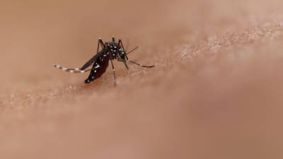 Study: mosquitoes could aid in treatments of life-threatening viruses, possibly COVID-19 - fox29.com