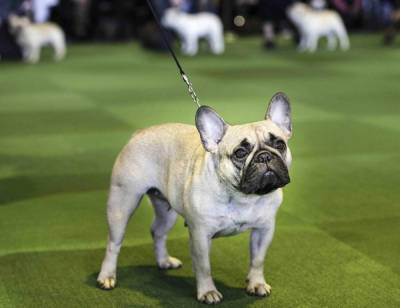 Look out, Labs: French bulldogs now 2nd most popular US dog - clickorlando.com - New York - Usa - France