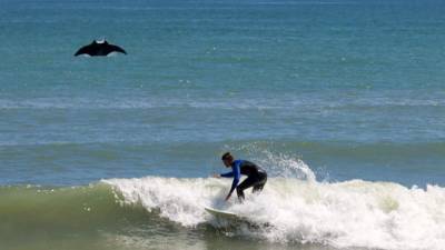 ‘I was pretty amazed:’ Massive manta ray photobombs surfer at Florida beach - clickorlando.com - Usa - state Florida
