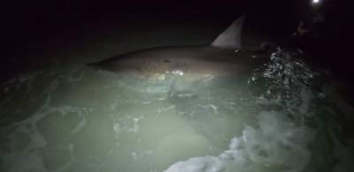 ‘You guys just got a great white shark:’ Fishing charter captain talks about rare catch - clickorlando.com - Usa - state Florida - state Minnesota
