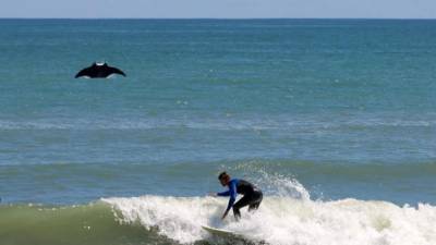 Manta ray photobombs Florida surfer in viral photo - fox29.com - state Florida