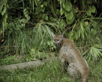 Florida panther struck and killed by vehicle - clickorlando.com - state Florida - Mexico - county Gulf - county Hardee