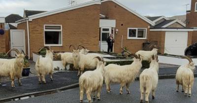 Horny billy goats invade seaside town after Covid stops contraceptive injections - dailystar.co.uk