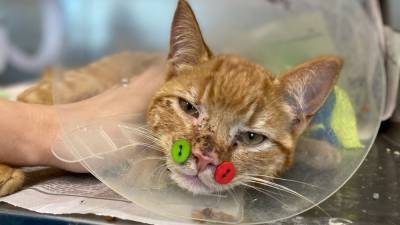 Vet uses buttons to fix cat’s jaw fractures after dog attack - fox29.com - city Boston