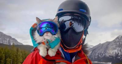 ‘A great little adventure buddy’: Canmore’s ‘Gary the Cat’ skis, hikes and paddles with owner - globalnews.ca