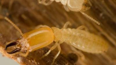 Nothing to brag about: These Florida cities have the worst termite infestations in America - clickorlando.com - state Florida - state Colorado