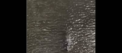 VIDEO: Gator spotted swimming with shark in Indian River Lagoon - clickorlando.com - state Florida - state Colorado - county Indian River